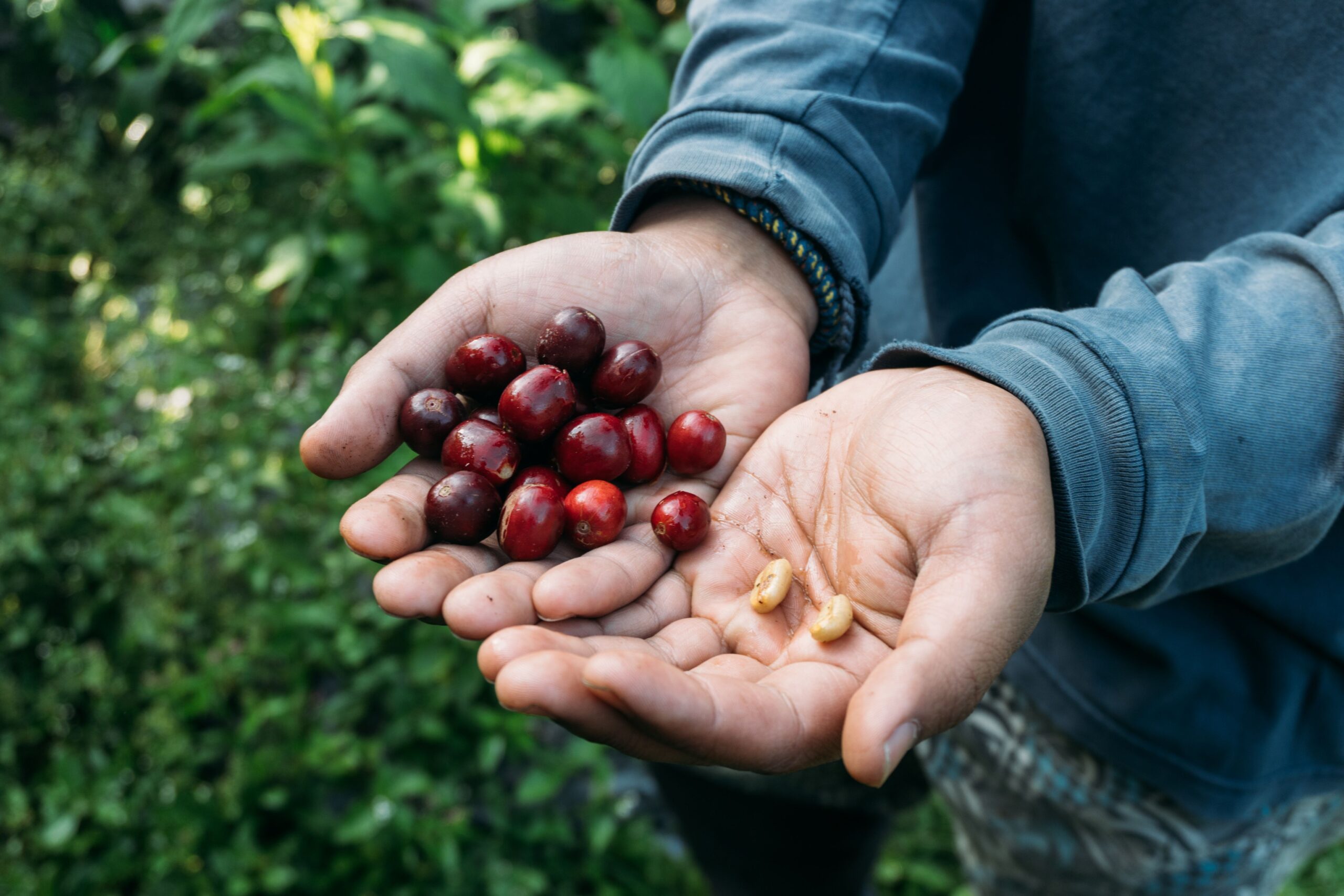 Manos campesinas trabajando el café en el campo